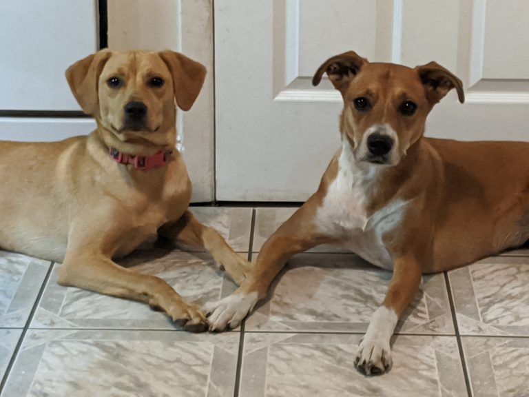 Millie AND Pickles! Millie AND Pickles