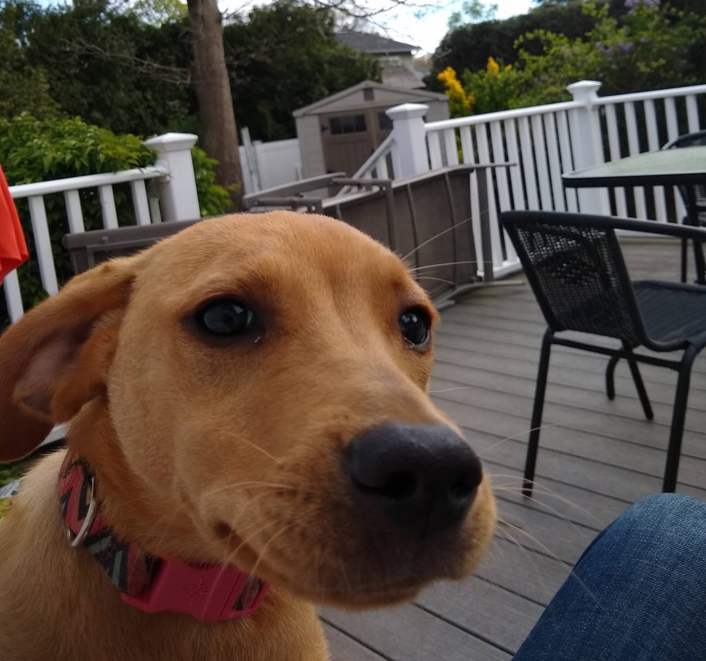 Carrie’s dog Pickles! Carrie’s dog Pickles