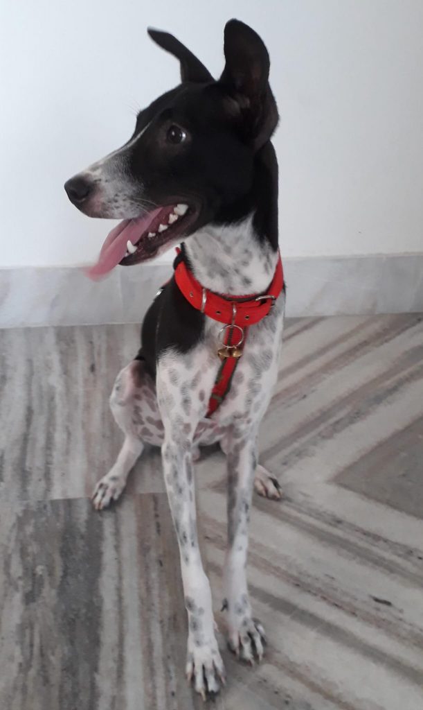 Leenia’s dog Rocket! Leenia’s dog Rocket
