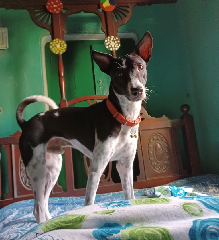 Leenia’s dog Rocket again! Leenia’s dog Rocket again