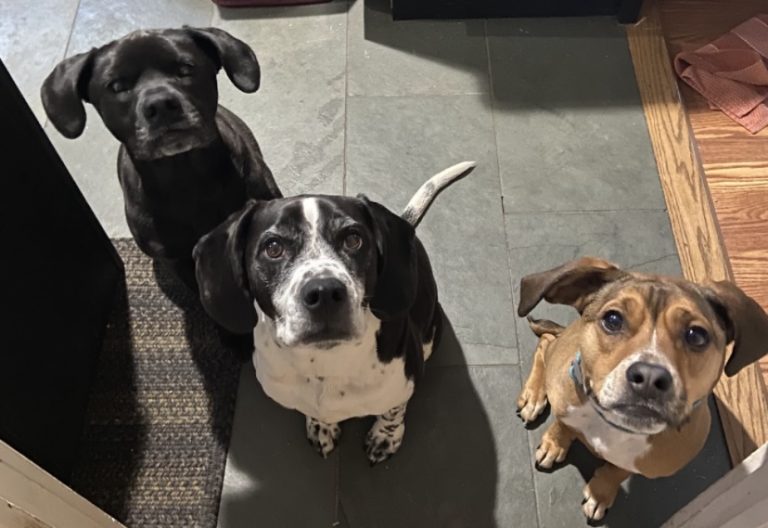 Natalie’s dogs Sammie, Mikey, and Ellie (left to right)! Natalie’s dogs Sammie, Mikey, and Ellie (left to right)