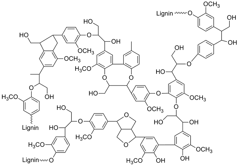 Schematic of native lignin structure showing a diversity of linkages based on ether and alkane groups